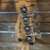 BAIXO CELINDER OF DENMARK - Bass Center e Instrumentos Musicais LTDA