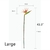 Imagem do Large Bird of Paradise