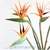 Imagem do Large Bird of Paradise