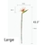 Large Bird of Paradise