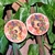 Aretes Petunia
