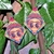 Aretes Frida Kahlo