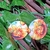 Aretes Girasol - comprar en línea