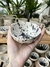 Imagen de Bowls Remus