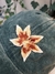Gorra Delhi - comprar online