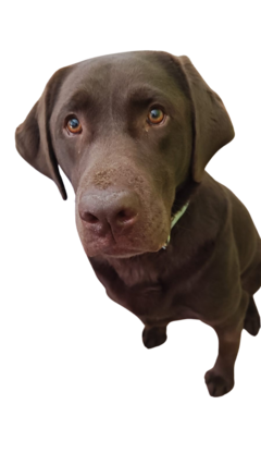 Sanar Mascotas con Secuencia de Grabovoi - Perros y Gatos, mascotas en general - comprar online