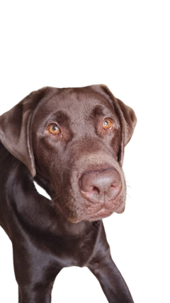 Sanar Mascotas con Secuencia de Grabovoi - Perros y Gatos, mascotas en general en internet