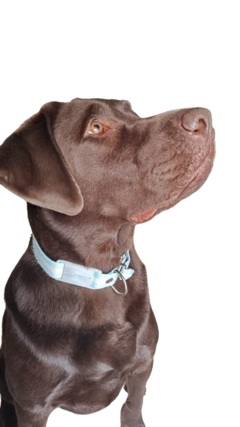 Sanar Mascotas con Secuencia de Grabovoi - Perros y Gatos, mascotas en general - tienda online