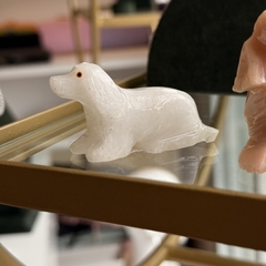 Imagem do CACHORRO MINIATURA