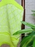 Cropped Modal Detalhado e Barra Ondulada - Status Wear - Vestindo e Empoderando a Mulher