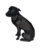 Pet dog vira-lata