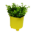 Vaso Berilo - loja online