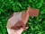 Capivara Low Poly - loja online