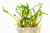 PLANTA AQ CRYPTOCORYNE WENDTII "GREEN GECKO" - loja online