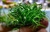 PLANTA AQ LILAEOPSIS NOVAE-ZELANDIAE - loja online