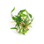 PLANTA AQ CRYPTOCORYNE WENDTII "GREEN GECKO" - Rei dos Aquários