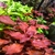 PLANTA AQ LUDWIGIA SUPER MINI RED (SP. RED) - loja online