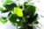 PLANTA AQ ANUBIAS BARTERI VAR. NANA - Rei dos Aquários