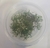 PLANTA AQ LUDWIGIA ARCUATA - loja online