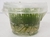 PLANTA AQ TAXIPHYLLUM SP. SPIKY MOSS - Rei dos Aquários