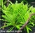 PLANTA AQ POGOSTEMON HELFERI - Rei dos Aquários