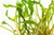 Imagem do PLANTA AQ CRYPTOCORYNE WENDTII "GREEN GECKO"