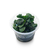 PLANTA AQ ANUBIAS BARTERI VAR. NANA na internet