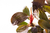 Imagem do PLANTA AQ BUCEPHALANDRA BROWNIE PHOENIX (IN VITRO)