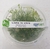 PLANTA AQ TAXIPHYLLUM SP. SPIKY MOSS