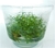 PLANTA AQ LUDWIGIA ARCUATA na internet