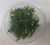 PLANTA AQ DIDIPLIS DIANDRA