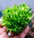 PLANTA AQ STAUROGYNE REPENS - loja online