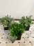 Mini Cachepot - loja online