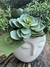 Cachepot Rosto Suculentas - comprar online