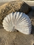 Nautilus Madeira Decor