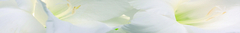 Banner da categoria Botânica