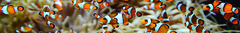 Banner da categoria Fotografia