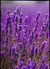 Quadro Lavanda I
