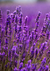 Composição Lavanda na internet