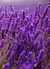 Composição Lavanda - Ella Quadros