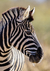 COMPOSIÇÃO ZEBRA - comprar online