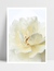 Quadro Flor Quente
