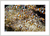 Quadro Anemonenfische - Nemo - comprar online