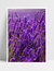 Quadro Lavanda II na internet