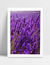 Quadro Lavanda II - loja online