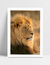 Quadro Leão Nature - loja online