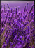 Quadro Lavanda II