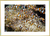 Quadro Anemonenfische - Nemo - comprar online