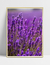 Imagem do Quadro Lavanda I