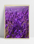 Imagem do Quadro Lavanda II